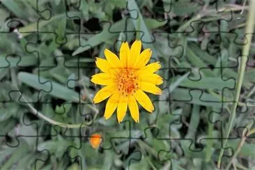 flores jigsaw puzzle