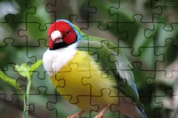 natural jigsaw puzzle