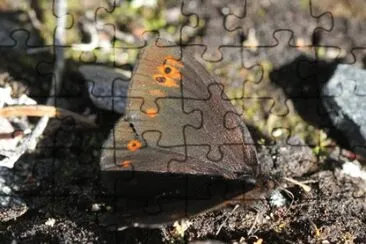 Erebia polaris