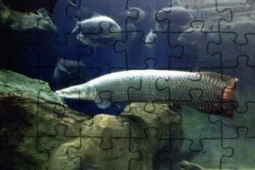 Arapaima gigante jigsaw puzzle