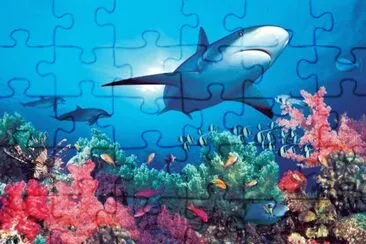 Ocean Life jigsaw puzzle