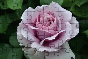 flores jigsaw puzzle