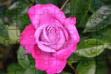 flores jigsaw puzzle