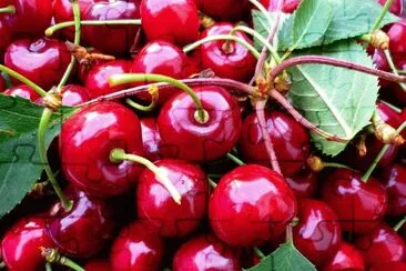 cerises jigsaw puzzle