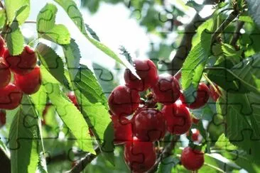 cerises jigsaw puzzle