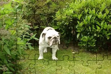 Max jigsaw puzzle