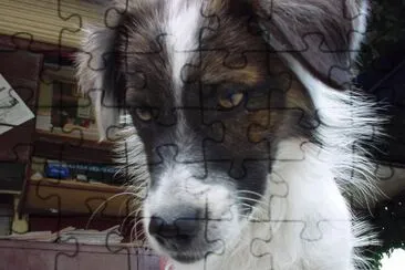 Stray dog in Lesbos, Greece jigsaw puzzle