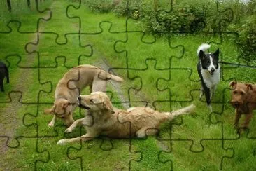 Dogs Playing jigsaw puzzle