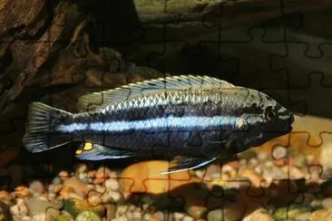 פאזל של Melanochromis auratus