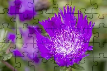 Purple Parasol or Stokes Aster