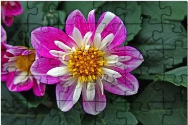 dahlias jigsaw puzzle