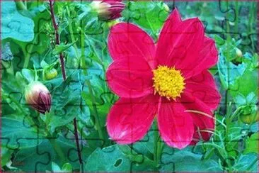 dahlia jigsaw puzzle