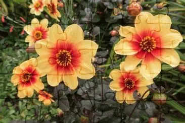 dahlias jigsaw puzzle