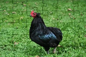 Gallina auracana nera