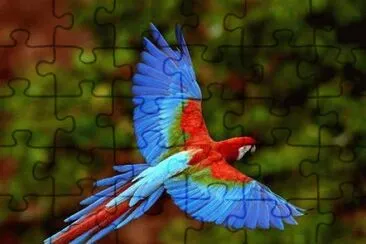 perroquet jigsaw puzzle