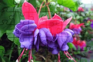 Gorgeous Fuchsia Flower