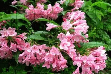 weigelia jigsaw puzzle