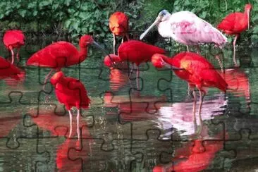 ibis rouges