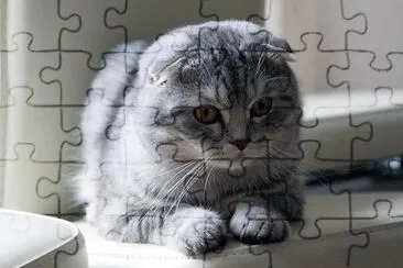 Scottish fold silver jigsaw puzzle