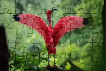 Bird jigsaw puzzle