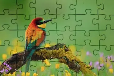 Bird jigsaw puzzle