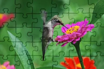 Bird jigsaw puzzle