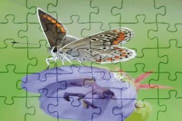 פאזל של Butterfly