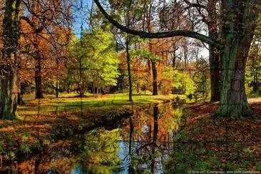 automne en forÃªt