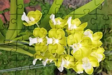 flores jigsaw puzzle