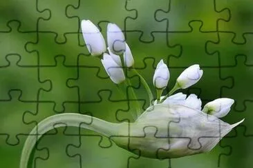 flores jigsaw puzzle