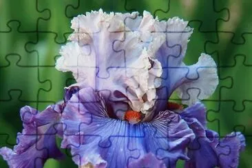 flores jigsaw puzzle