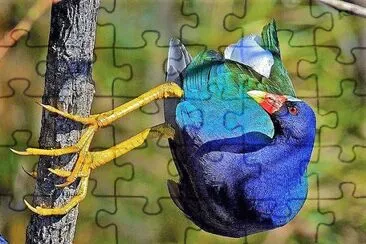 natural jigsaw puzzle