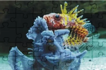 Fish jigsaw puzzle