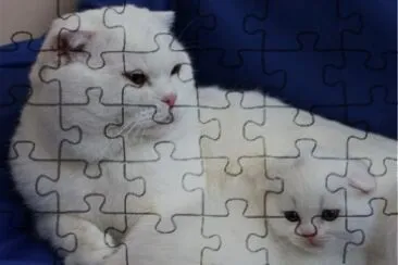 Scottish fold withe jigsaw puzzle