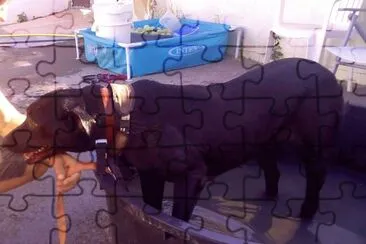 Dog up for adoption: Afro jigsaw puzzle