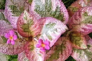 flores jigsaw puzzle