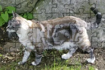 Seal lynk point jigsaw puzzle