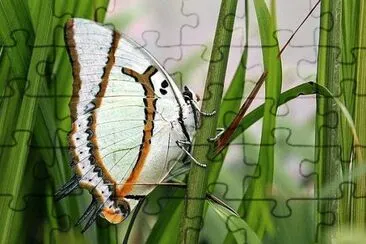 natural jigsaw puzzle