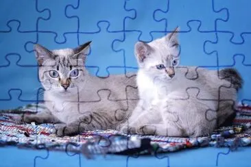 Tabby point jigsaw puzzle