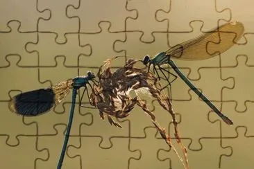 פאזל של Dragonfly