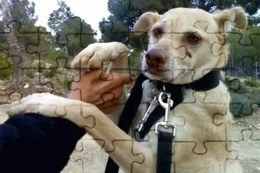 Unknown dog posing during a stroll jigsaw puzzle