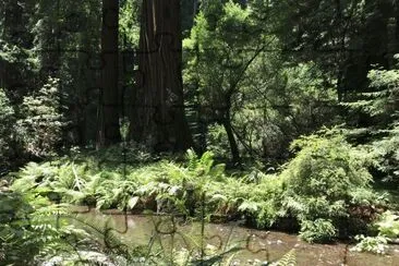 פאזל של Muir Woods