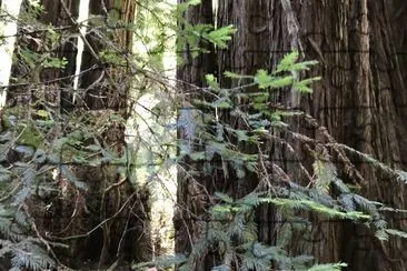 פאזל של Muir Woods