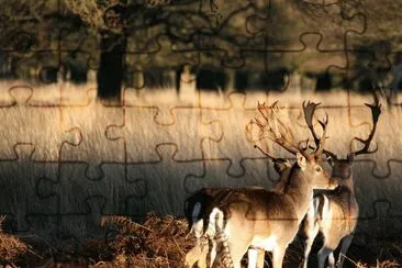 פאזל של London Wildlife