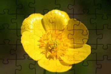 Renoncule jigsaw puzzle