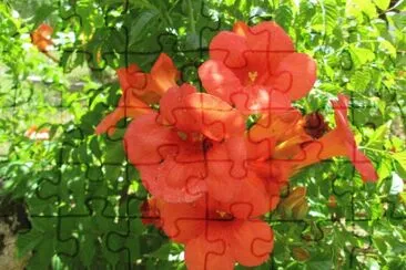 bignone jigsaw puzzle