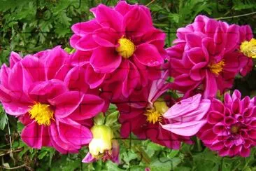 dahlia jigsaw puzzle