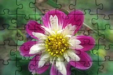 dahlia jigsaw puzzle