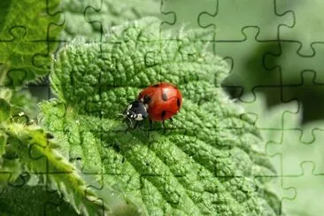 Nature jigsaw puzzle