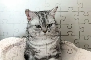 Silver classic tabby british shortair jigsaw puzzle